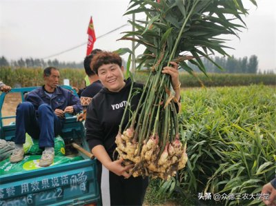 今日安丘大姜最新價格，市場走勢深度解析