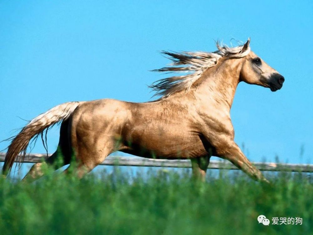 探索未知，今晚澳門(mén)特馬開(kāi)什么與神秘的四不像