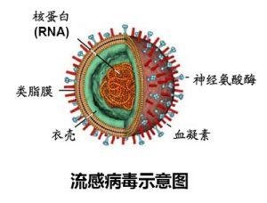 河南地區(qū)關(guān)于H7N9的最新消息，深度分析與展望（2017年）